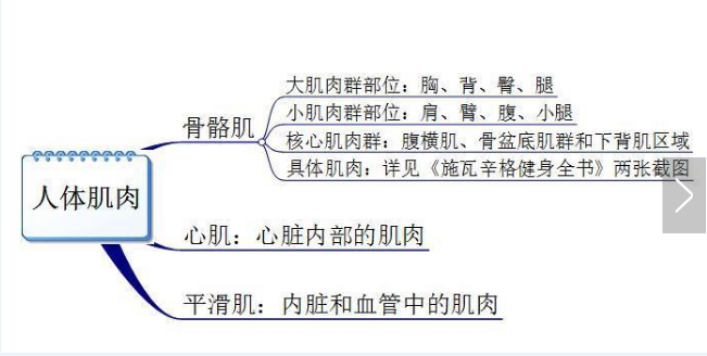 你真的認(rèn)識(shí)你身體的肌肉嗎？